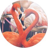 Schilderij - Flamingo’s - Roze - 60 X 60 Cm Flamingo’s | Close-up | Dieren | Rond Plexiglas | Wanddecoratie | 60cm X 60cm | Schilderij | Foto Op Plexiglas