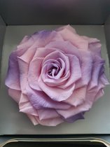 speciaal bewerkte Roos Duo color Rose/ Lila (preserved)