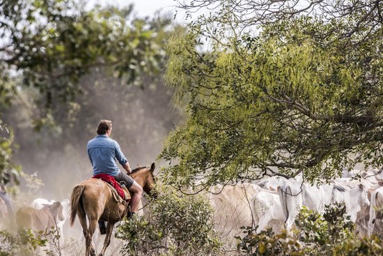 Man op bruin paard met rode deken drijft koeien in stoffige omgeving.