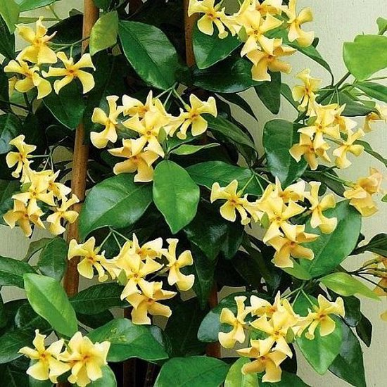 Gele stervormige bloemen met oranje centers aan een klimplant met donkergroene bladeren.