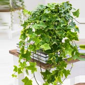 Hedera Helix 'Goldchild' - Klimop - ↑ 25-30cm - Ø 13cm