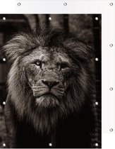 Tuinposter Leeuw | 90 x 140 cm | PosterGuru