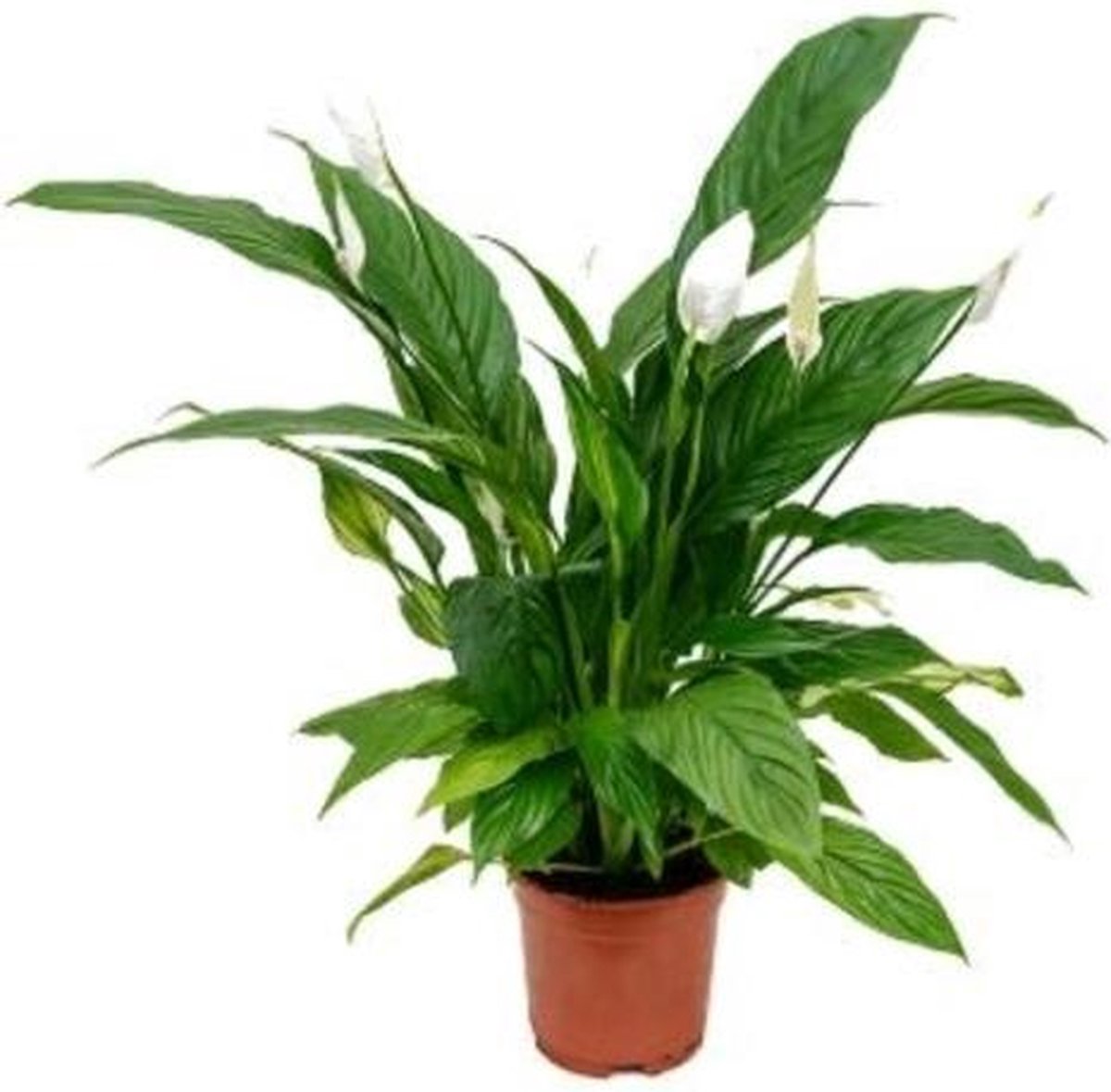 Spathiphyllum 'Bingo Cupido' "Lepelplant" 80cm↑ Potmaat Ø21cm