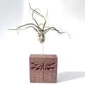 "Libel" Gegraveerd Hardhout Luchtplant (Airplant) houder