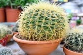 Cactus Echinocactus Grusonii Kamerplant 35cm↑ Potmaat Ø27cm