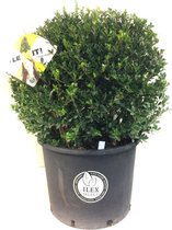 Ilex crenata Dark green® bolvorm 50/+ cm 'Japanse hulst'