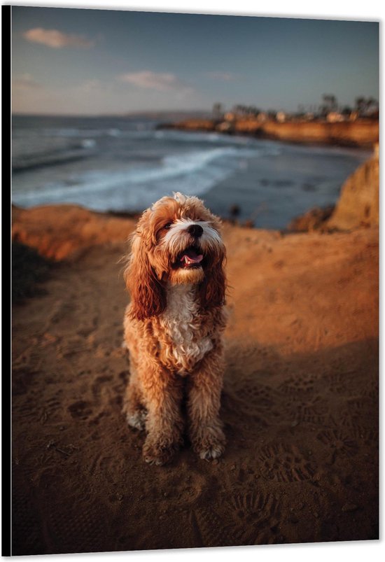 Dibond –Hond op Strand– 40x60cm Foto op Aluminium (Wanddecoratie van metaal)