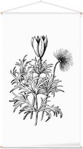Pulsatilla zwart-wit (Pasque Flower) - Foto op Textielposter - 60 x 90 cm