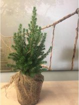 Picea glauca 'Conica' - Dwergspar 15-25cm - Met jute om kluit