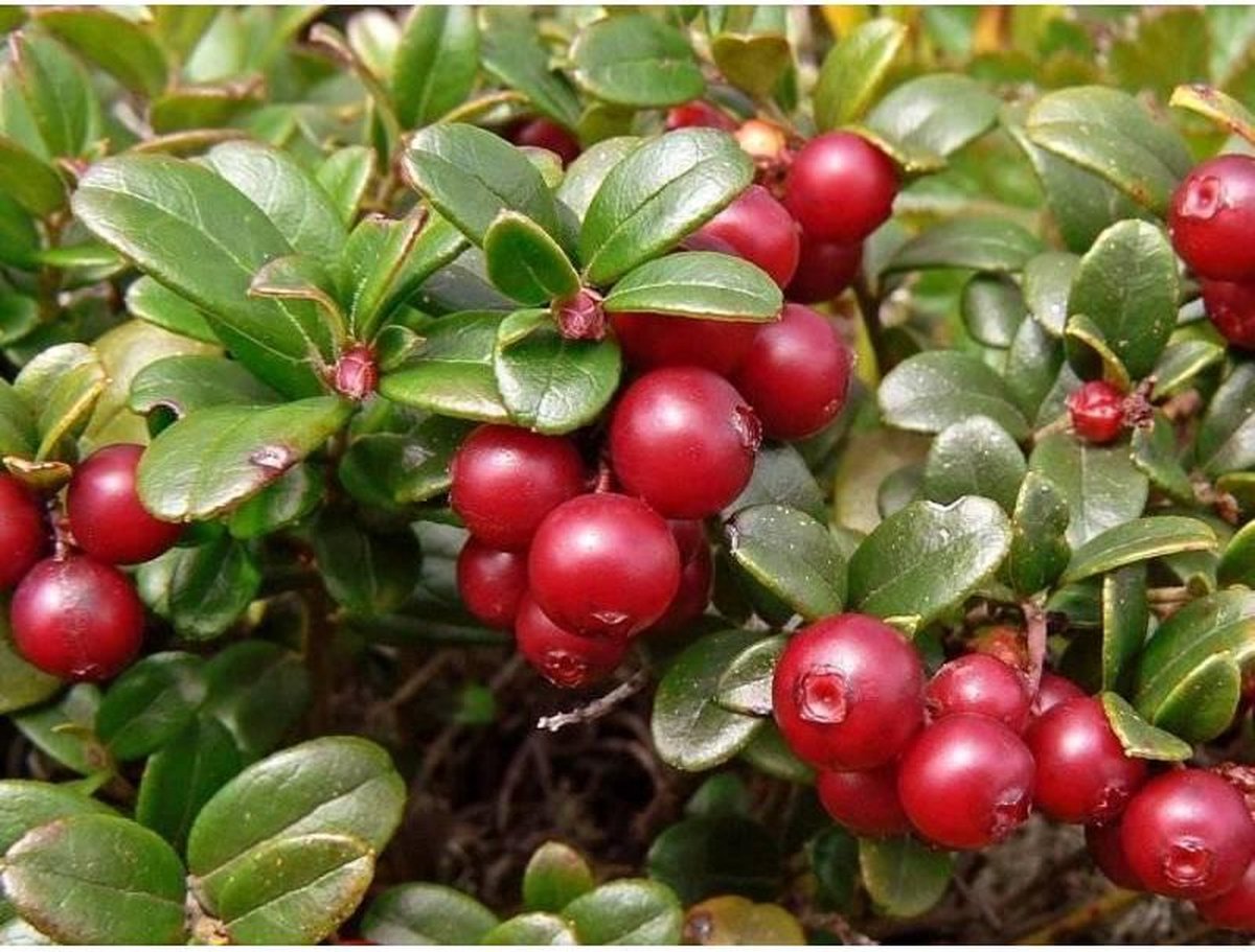 Брусника (Vaccinium Vitis-idaea)