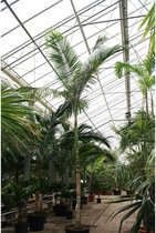 Archontophoenix alexandrae - Koningspalm  - King Alexander Palm 540-550cm