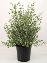 Eucalyptus Gunnii 60cm, Livraison plantes d'extérieur