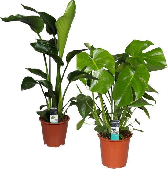 Mix - Strelitzia + Monstera | bol
