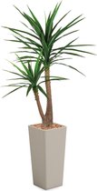 HTT - Kunstplant Yucca in Clou vierkant taupe H185 cm
