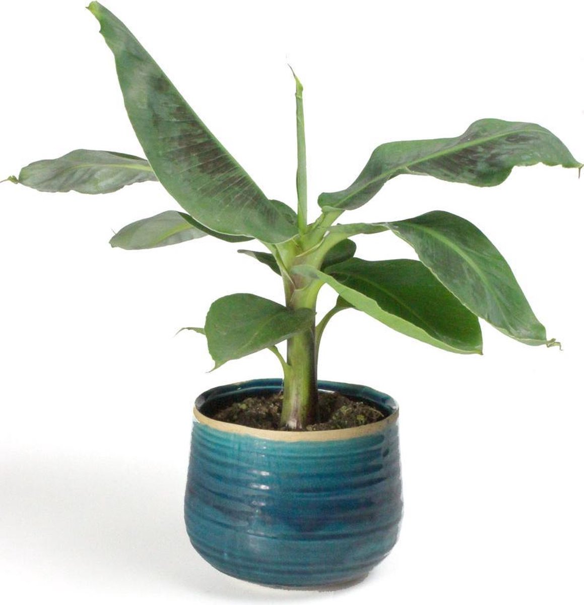 Plante dintérieur de Botanicly Musa Hauteur: 80 cm Bananier en pot de fleur anthracite comme un ensemble 