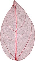 Skeleton Leaves - Skeletbladeren - Dunne Geperste Bladeren - Decoratie - Rood - Lengte: 6-8 cm - 20 stuks