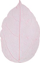 Skeleton Leaves - Skeletbladeren - Dunne Geperste Bladeren - Decoratie - Lichtrood - Lengte: 6-8 cm - 20 stuks