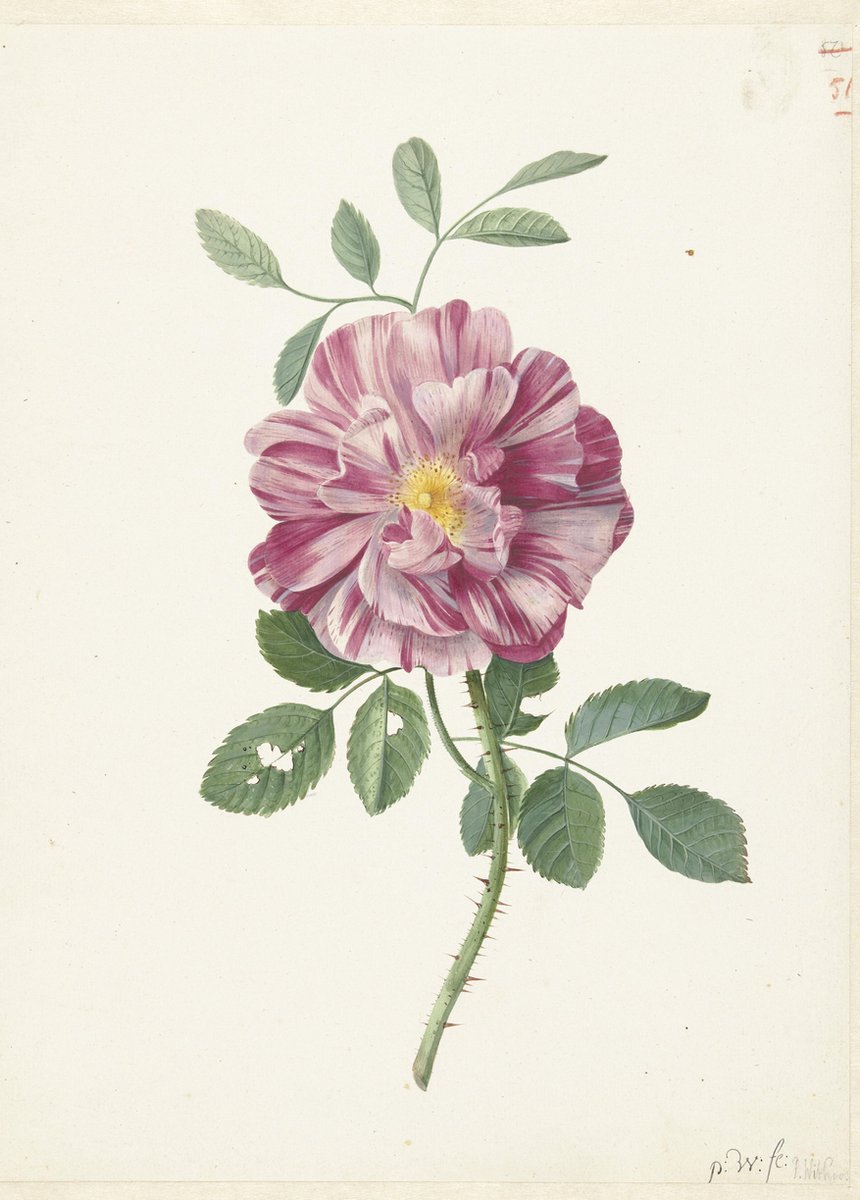 Esque Poster Roos - Pieter Withoos - Rijksmuseum - Large 70x50 - ('Rose') - Botanisch - Planten Multicolor