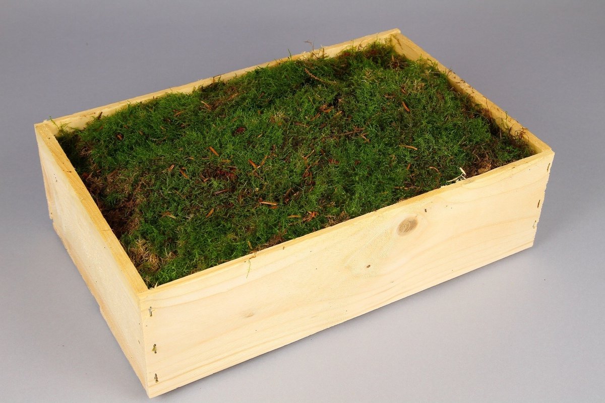 JUNAVERA Mos in Houten Kist