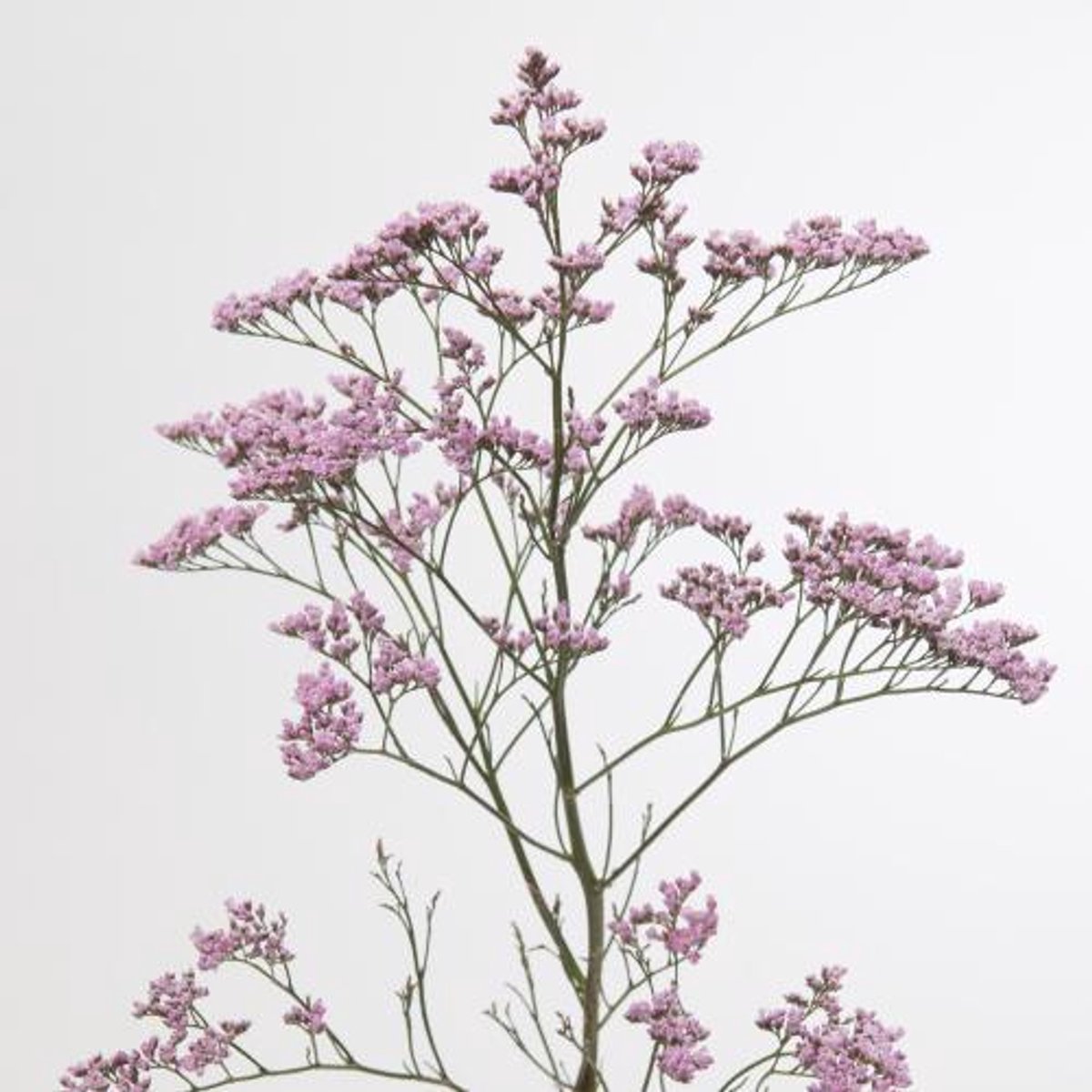 75x Lim.safora oshi pink 50cm
