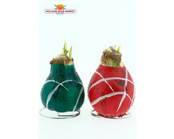 Duo Wax Amaryllis: Groen & Rood – Een Stralend bloeiend Cadeau voor uw (kerst) Interieur