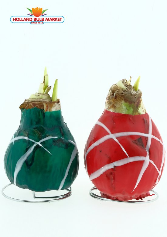 Duo Wax Amaryllis: Groen & Rood – Een Stralend bloeiend Cadeau voor uw (kerst) Interieur