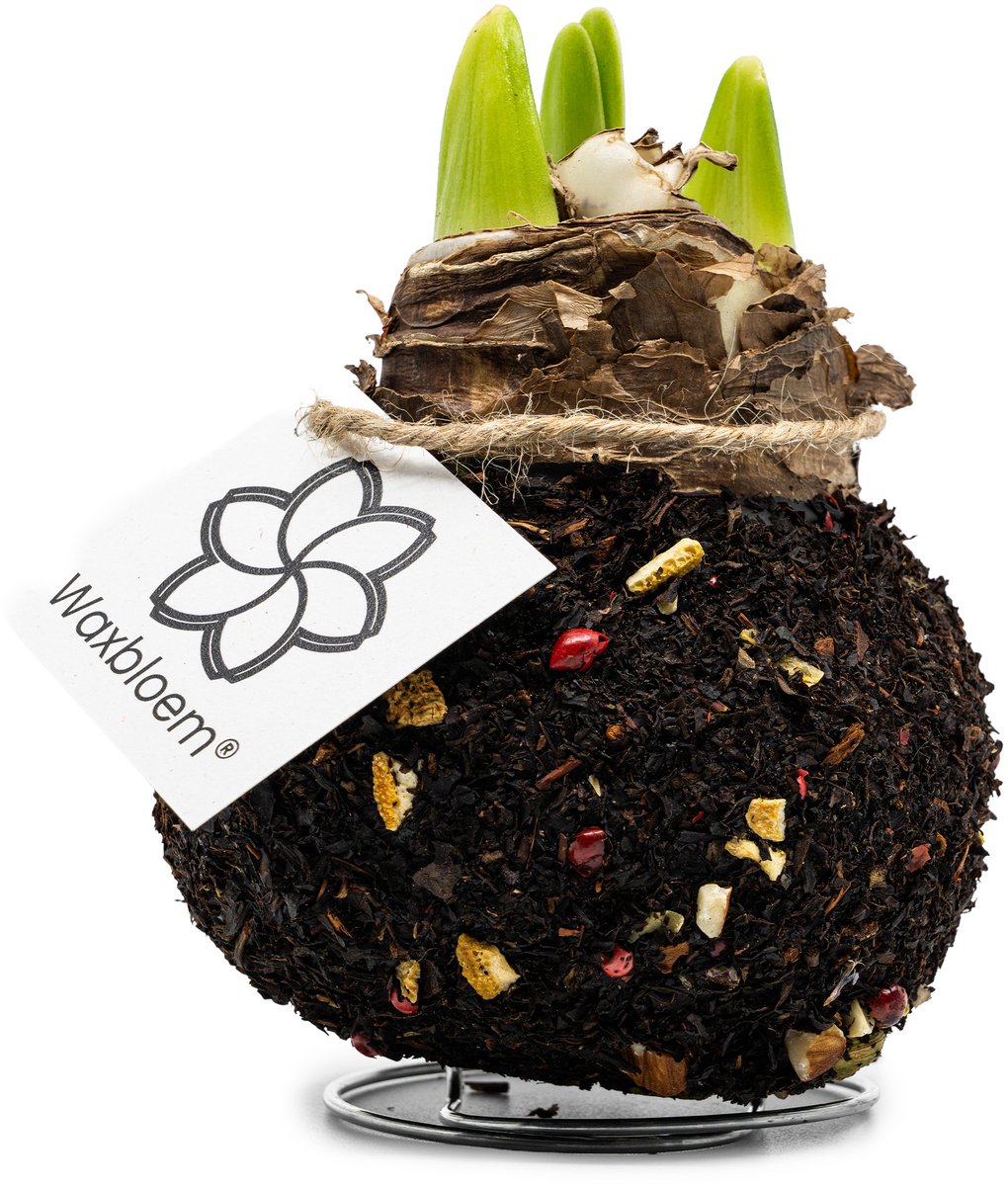 Waxbloem® | Wax Amaryllis | Winter Spices