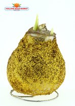 Amaryllis bol met Goud glitters, Een Stralend Rood-Wit gestreept bloeiend Cadeau voor uw Interieur