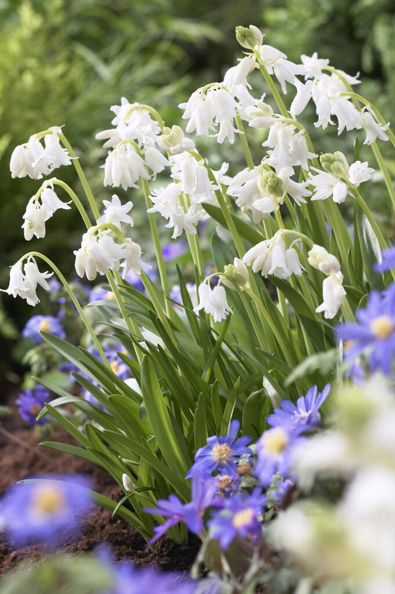 Hyacinthoides Hispanica Wit | 10 stuks | Spaanse Boshyacint