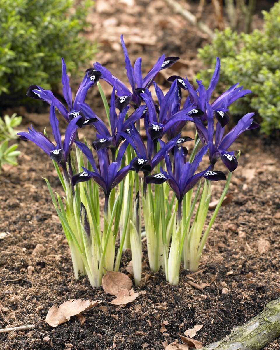 Iris Reticulata Blue Note| 10 stuks | Dwergiris