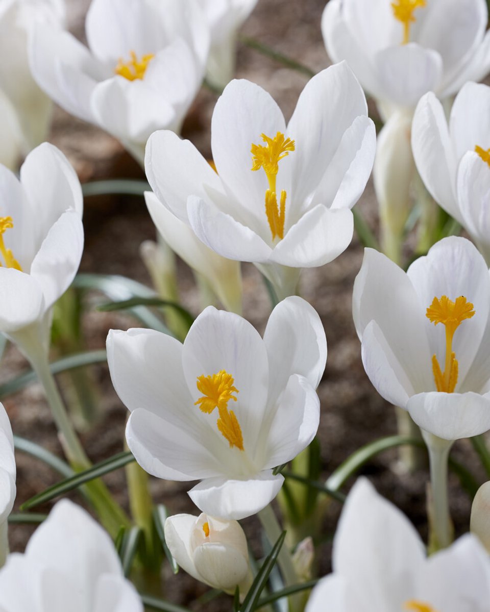 Crocus Ivory Princess | 10 stuks | Krokus