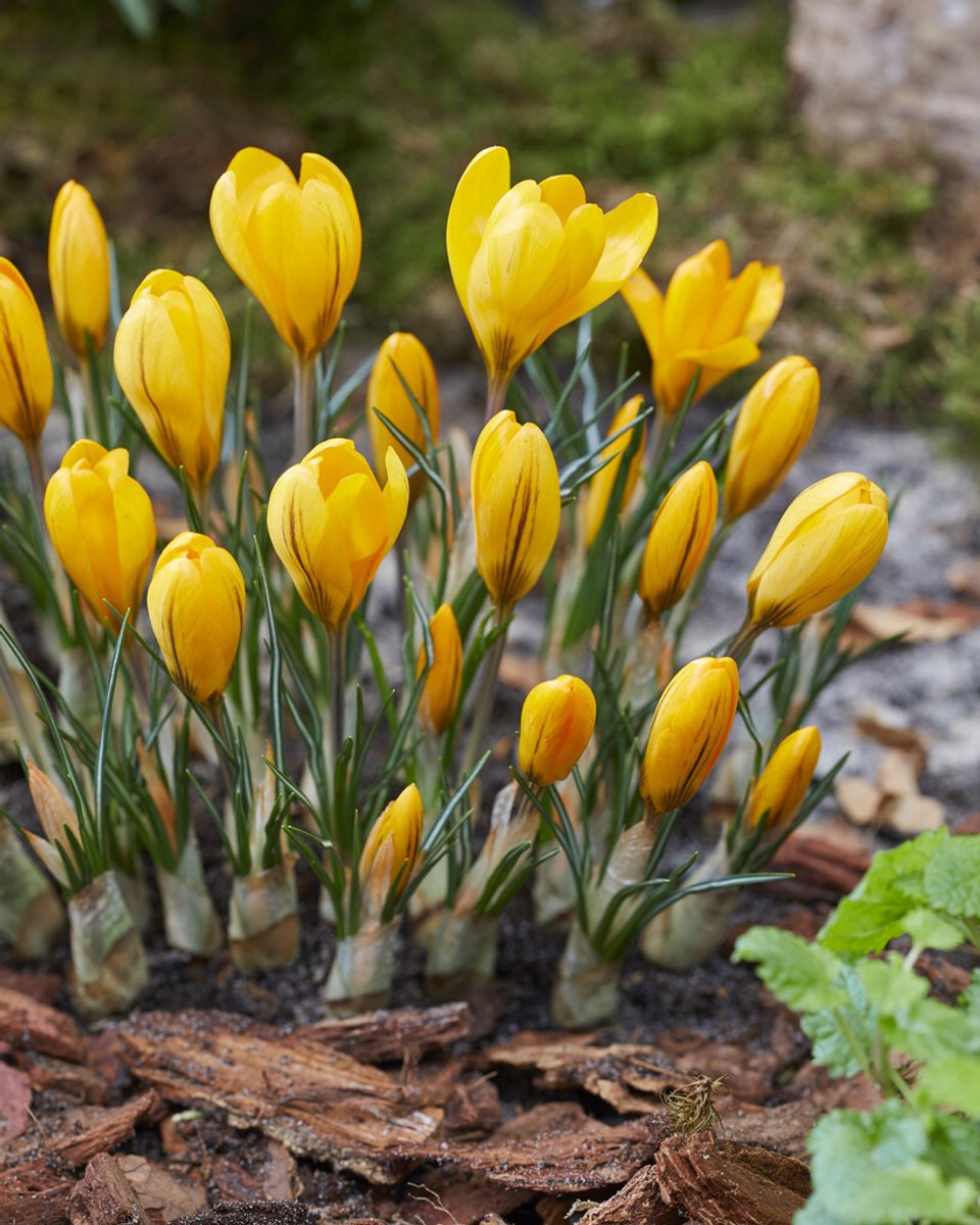 Crocus Golden Yellow | 10 stuks | Krokus