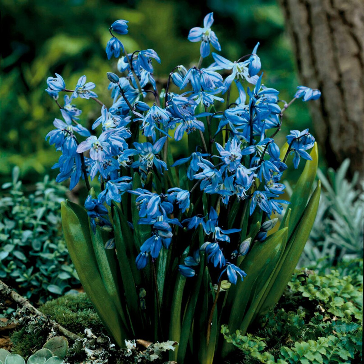 Siberische scilla (Scilla Siberica) - - Sterhyacint (Grootverpakking) - Bijen-Vlinders - Snijbloemen - Geurend - Voorjaarsbollen