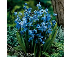 Siberische scilla (Scilla Siberica) - - Sterhyacint (Grootverpakking) - Bijen-Vlinders - Snijbloemen - Geurend - Voorjaarsbollen