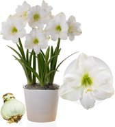 Rechtstreeks van de kweker krat met Amaryllis bloemlen 8 stuks White Garden
