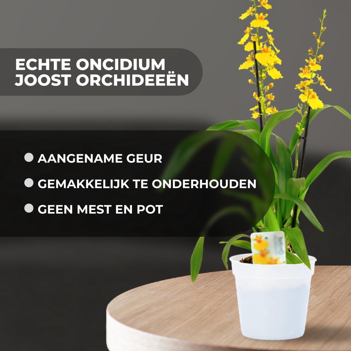 Orchidee plant - Oncidium Joost - Kamerplant voor binnen - 2 stuks - Geel - Binnenplant
