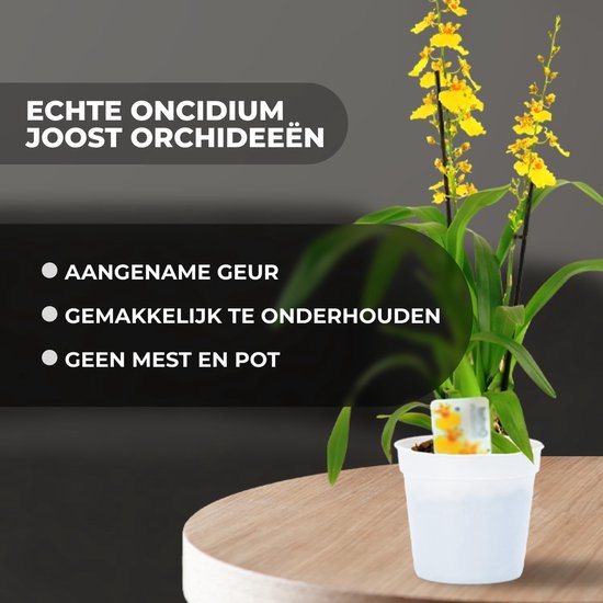 Echte Beallara Eurostar orchideeën, 2 grote kamerplanten uit Nederland, 30-40 cm hoog met bloemen en geurig. (geen kunstmatige orchidee, zonder meststof en pot, geen zaad en niet winterhard