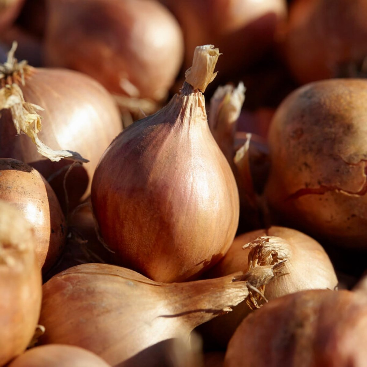 Sjalot Ui bol om te plant - Uibollen - Yellow Moon - Bloembollen - 500 gram - Geel - Voor de Moestuin
