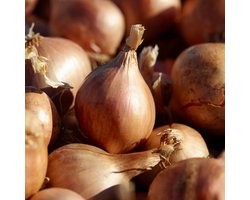 Sjalotten - Yellow Moon - 500 gram - Geel - Plantui voor Tuin - Bollen om te Planten - Voor de Moestuin