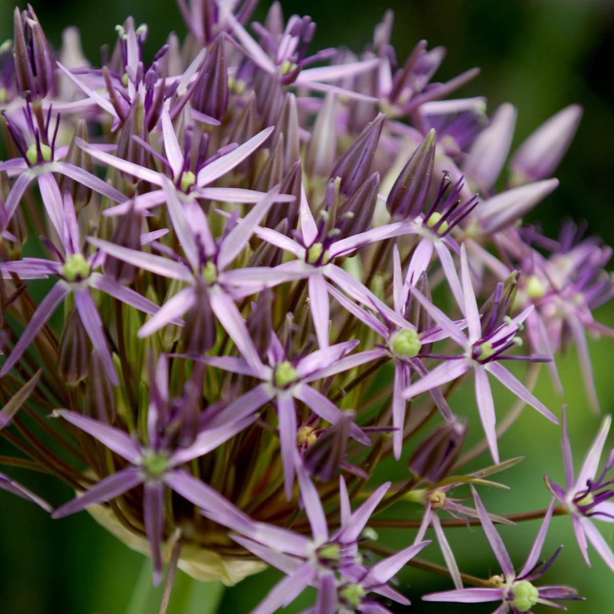 Allium Bloembollen Winterhard - Sierui - Christophii - 5 stuks - Paars - Bloem bollen - Mix Meerjarig