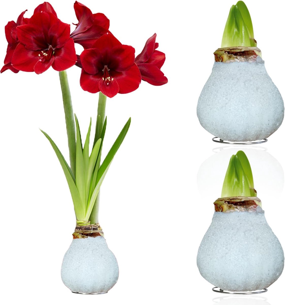 Amaryllis Bollen in Wax - Glitter White - Bloembollen - 2 stuks - Bloem bollen - No Water Flower