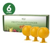 Fruitvliegjes Vanger – 6 Stuks – Fruitvliegjesval