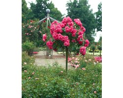 GARDENZO - Stamrozen XXL Roze x3 - Rozen op stam - Winterhard - 110-140 cm