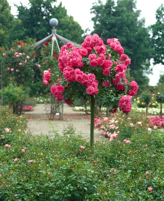 Un rosier tige avec une couronne ronde pleine de roses roses, dans un jardin.