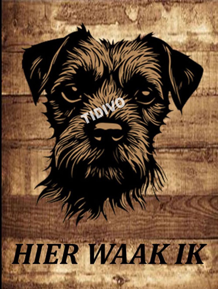 Border Terrier 20