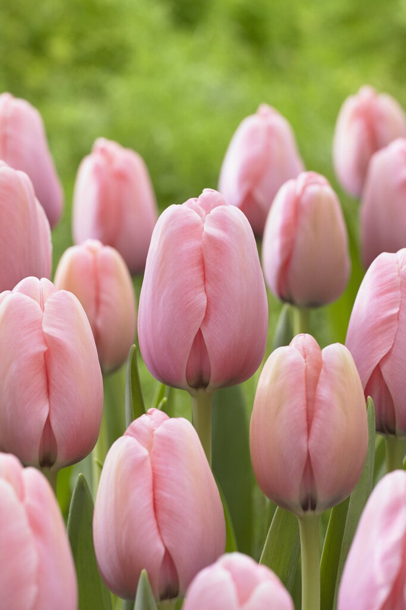 Tulp Salmon Impression | 10 stuks | Tulpenbollen