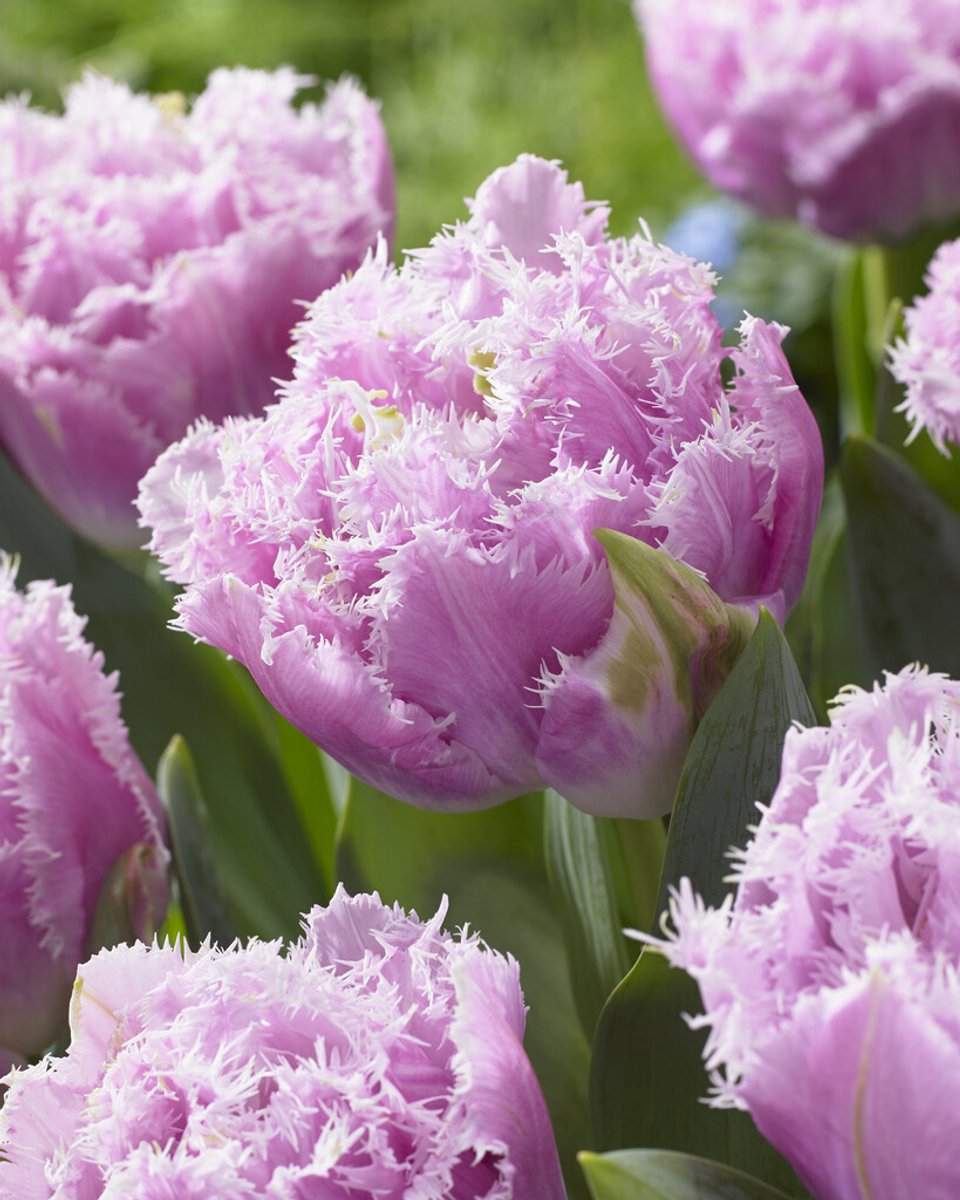 Tulp Cairns | 10 stuks | Tulpenbollen