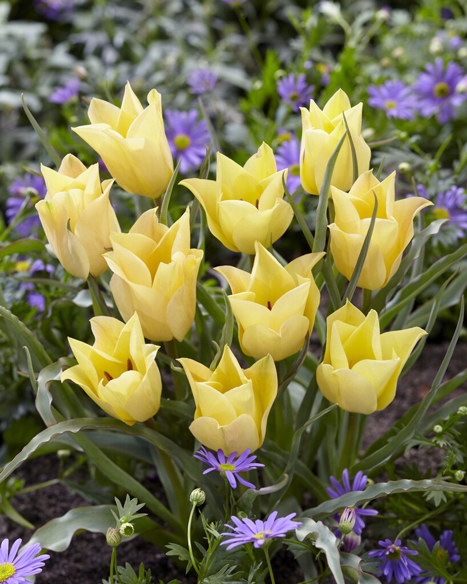 Tulp Batalinii Bright Gem | 10 stuks | Tulpenbollen