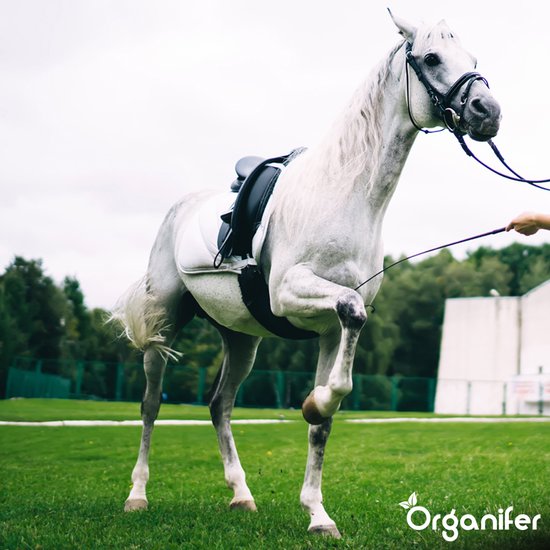 Weide Graszaad Meadow - Speciaal Voor Paarden En Kleinvee (15Kg - 3000M2) - Graszaad Weide - Graszaad Weidemengsel - Schapengras - Weidegraszaad - Paarden Graszaad - Organifer
