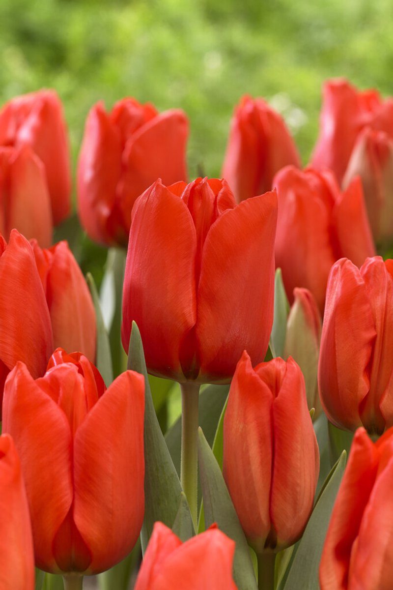 Tulp Lalibela | 10 stuks | Tulpenbollen